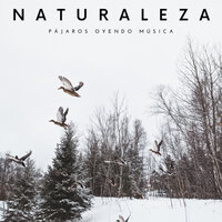 Sonidos De Plagas - Sonidos de Aves & Sonidos de la Naturaleza para Dormir & Tiempo de relajación natural