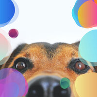 Number One Ambience for Doggy Daycares - Music for Dog's Ears