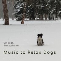Snowy Saxophone Tunes - Music to Relax Dogs