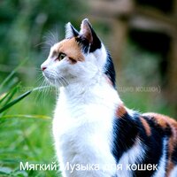 Видения (Котята) - Мягкий Музыка для кошек