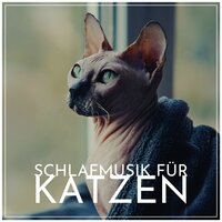 Verwöhnen Sie Ihre Katze - Entspannung Natur Guru
