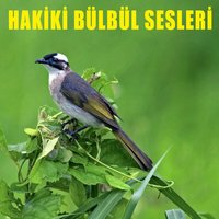 Hakiki Bülbül Sesleri 6 - Bulbul