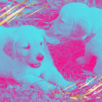 Cheerful Ambiance for Calming Dogs - Dog Music Zone