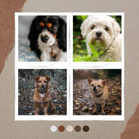 Sort (Dogs on Couch) - Dog Sleeping Soundtracks Deluxe