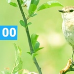 ТОП 100 Muzmo май 2017