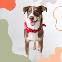 Quartet Jazz Soundtrack for Sleepy Pups - Dog Music Experience