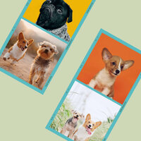 Spirited Ambiance for Doggy Mental Health - Music for Dogs Bgm