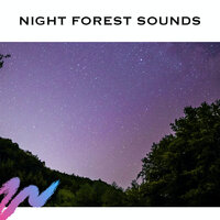 Night Forest Sounds (Loopable) - White Noise Radiance & Nature Sounds Nature Music & Calming Rainforest Sounds