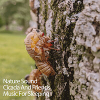 Mosquito Buzzing - Study Playlist & Focus & Work & Concentration