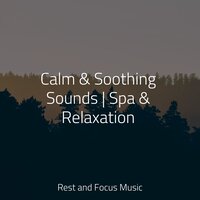 Soothing Forest Melody - Chakra Meditation Universe & Relaxing Sleep Music & Buddhist Meditation Music Set