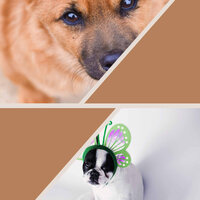 Superlative Music for Doggy Stress - Relaxing Music for Dogs