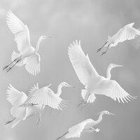 Patrones Entre Las Aves - ondas de ritmo & Pájaros y abejas etc. & Marco de onda