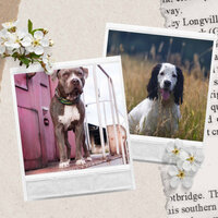 Tremendous Music for Dog Calming - Dogs at Home