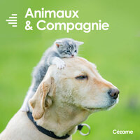A Dog's Life - Mathieu Laurent