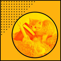 Smart Ambiance for Cute Kitten - Sleepy Cats