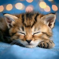 Momentos De Quietud Que Los Gatos Disfrutan - Gato dormido & Las barbas son mejores & Lluvia Green