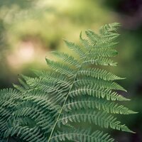Endless Harmony - Sleep Sound of Nature & Nature Recordings & Nature Sound Collection