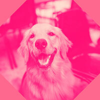 Marvellous Backdrops for Doggy Naptime - Music for Dogs Radio