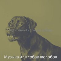 Мечты (Спящие собаки) - Музыка для собак желобок