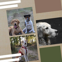 Subdued Sweet Dogs - Dog Sleeping Soundtracks Deluxe