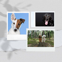 Exquisite Chillout Smooth Jazz - Vibe for Cool Pups - Sleeptime for Dogs