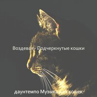 Настроения (Милые кошки) - даунтемпо Музыка для кошек