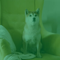 Chilled Backdrops for Sleepy Pups - Calming Music for Dogs
