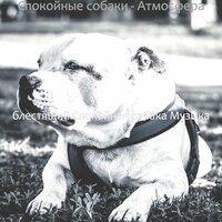 Мечты (Собаки) - блестящий Спокойная собака Музыка