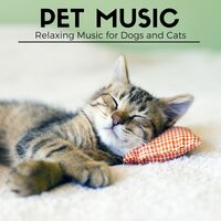 New Age Ambient Music - Pet Music Maestro