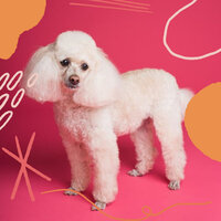 Refined Separation from Dogs - Calm Dog Music