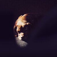 Hold On - Music for Quiet Moments & Sleeping Music For Dogs & Music for Dogs