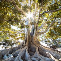 Finding Peace - Natureza & Asian Zen: Spa Music Meditation & The White Noise Zen & Meditation Sound Lab