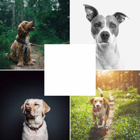 Ambience (Doggy Meal Time) - Calming Jazz For Dogs