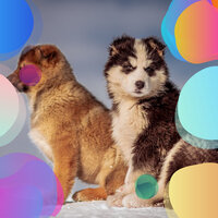 Stylish Sleepy Pups - Jazz Music for Dogs