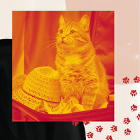 Trio Jazz Soundtrack for Cute Kitten - Relaxing Music for Cats