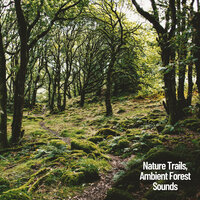 Relaxing Sounds of the Forest - Nature Sounds XLE Library & Forest Sounds & Sounds of Nature Noise