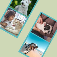 Music (Wonderful Puppies) - Calming Dog Jazz
