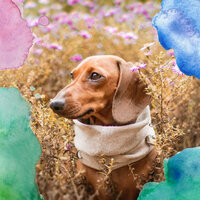Retro Restless Puppies - Calm Dog Music