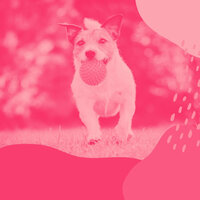 Marvellous Backdrops for Relaxing Your Dog - Relaxing Dog Music Beats