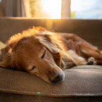 Rincones Tranquilos En Espacio Seguro - Banda Marina & Relajación para seres & Reposo para animales