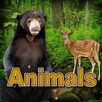 Sheep - Herd of Sheep on the Move - Dr. Sound Effects