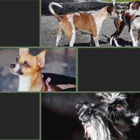 Friendly Ambience for Doggy Stress - Música Para Perros