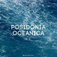 Seamounts - DP-6