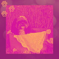 Festive Ambience for Well Behaved Dogs - Dog Music Zone