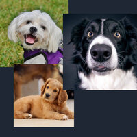Smart Ambiance for Anxious Pups - Música Para Perros