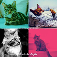 Training Cats - Memories - Music for Cats Playlists