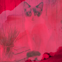 Soulful Ambience for Happy Cat - Calm Cat Music