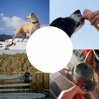 Background for Cool Pups - Dog Music Radio