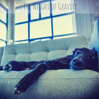 Dolly Suite - Dog Music & Meeresrauschen & Detente Spa Musique Collection