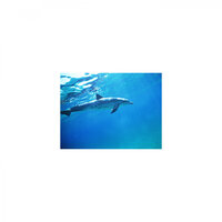 Save and Acoustic - Mindfulness Healing Sleep BGM Project